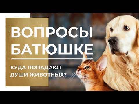 Видео: Куда попадают души животных? Можно ли молиться за кота?