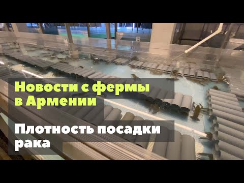 Видео: Новости из Армении. Плотность посадки рака в УЗВ.