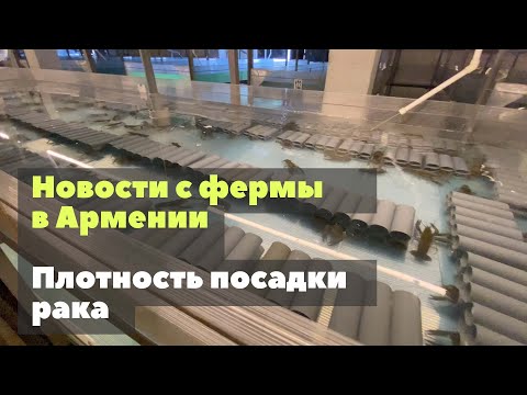 Видео: Новости из Армении. Плотность посадки рака в УЗВ.