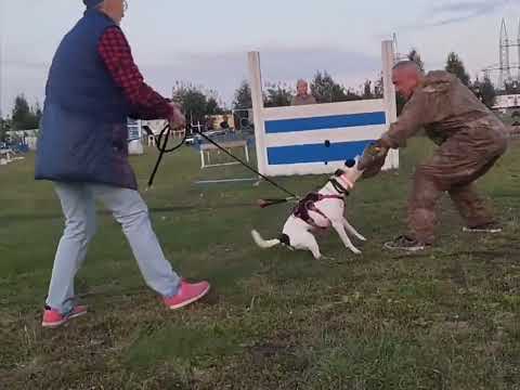 Видео: Дрессировка собак в Омске   ОЦССС