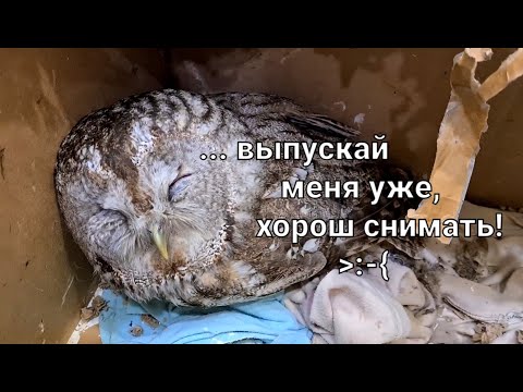 Видео: Возвращаем птиц на волю (и себя на ютуб)! Выпуски сов и голубя после реабилитации, январь-май 2022.