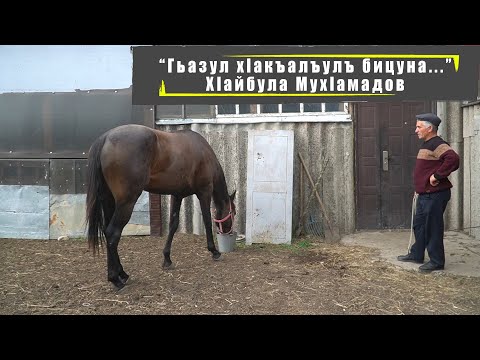 Видео: Гьазул хlакъалъулъ бицуна | Хlайбула Мухlамадов