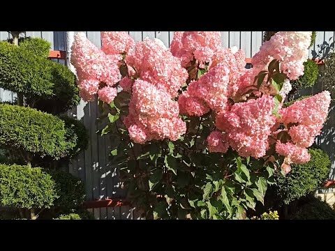 Видео: Все секреты как добиться такой   красоты 🤗🌼🌼🌼 