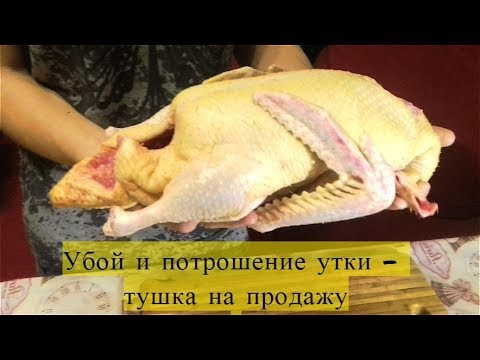Видео: Убой и потрошение 5-месячного мускусного селезня