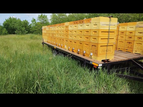 Видео: ПЕРВАЯ КОЧЁВКА НА АКАЦИЮ И ПЕРВЫЙ РЕЗУЛЬТАТ