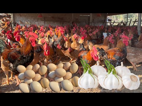 Видео: Как вырастить здоровых кур зимой - Секрет лечения куриной астмы с помощью чеснока