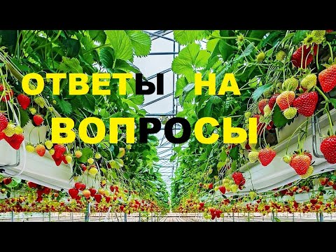 Видео: Ответы. Малообъемка, теплица для клубники🍓 по фински.