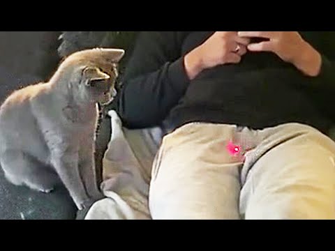 Видео: Я РЖАЛ ПОЛ ЧАСА😂 САМЫЕ СМЕШНЫЕ КОТЫ И СОБАКИ🙀🐶🐷