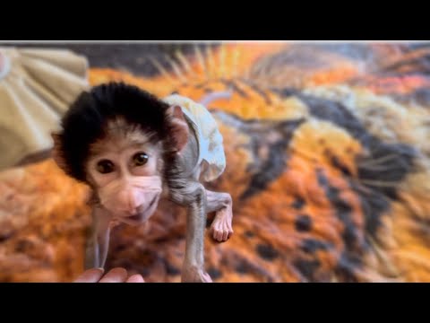 Видео: СМЕЕМСЯ ДО УПАДА! Степашка весело шагает по дивану походкой от бедра!