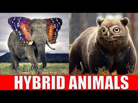 Видео: Животные, которых не существует - Гибридные животные