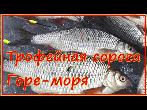 Видео: Крупная морская плотва на Гореморе! Ловля на безмотылку. Зимняя рыбалка последний лед 2020