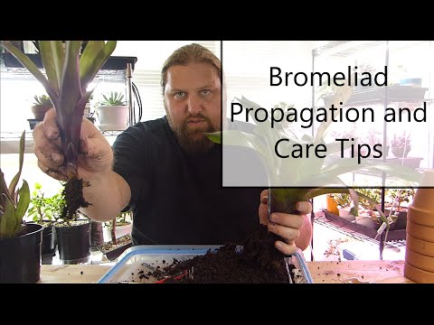 Видео: Размножение и уход за бромелиевыми