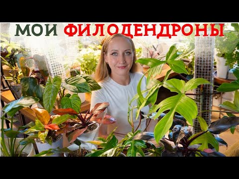 Видео: Мои ФИЛОДЕНДРОНЫ | Обзор коллекции 2024 💚