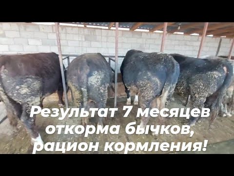 Видео: Откорм быков. Результат 7-ми месяцев откорма, рацион кормления и какими кормами.