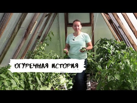 Видео: Результат наших огуречных экспериментов!