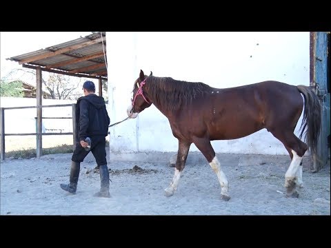 Видео: Ахилес менен Геркулести ким таптайт? Таң маанай