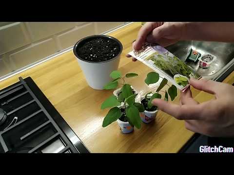 Видео: ЭВКАЛИПТ ЛИМОННЫЙ выращенный из семян