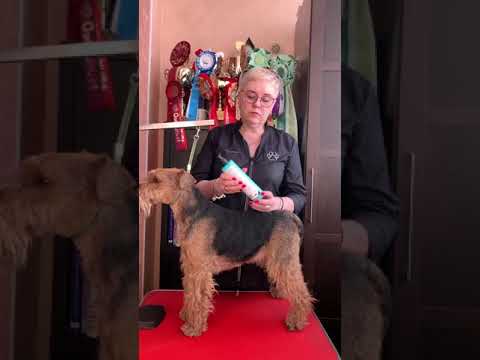 Видео: Домашний уход за жесткой шерстью