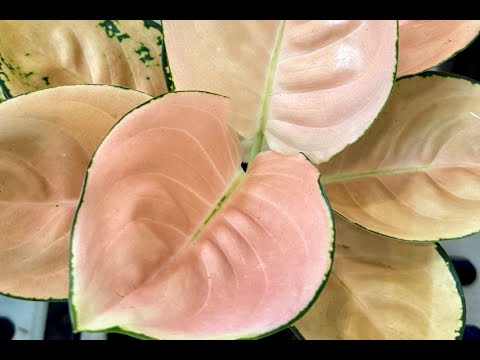 Видео: Аглаонемы на выставке FLOII в Джакарте, Индонезия. Октябрь 2025