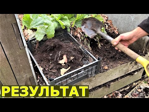 Видео: Компост из падалицы яблок готовится 1 год