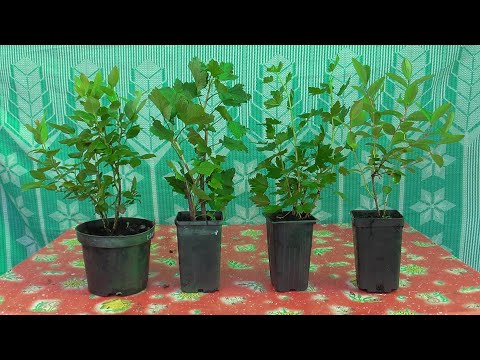 Видео: ОБЗОР НАШИХ САЖЕНЦЕВ / Предлагаем к продаже в 24 году. / Питомник Светланы Татур.