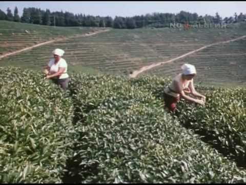 Видео: Это - Сочи (1984). Часть 1