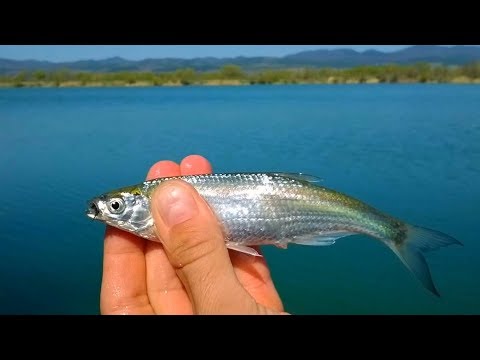 Видео: Уклейки на булдо