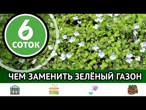 Видео: Чем заменить зеленый газон. 6 соток 29.04.2024