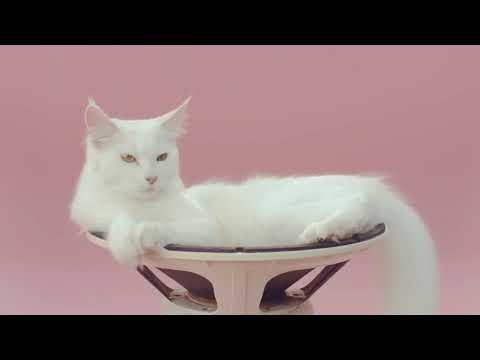 Видео: Богдан Титомир - Давай-Давай!