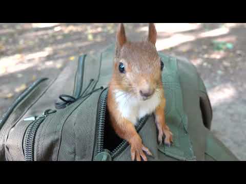 Видео: Модель и Толстая. Два разбойника / Model and Tolstaya. Two robbers
