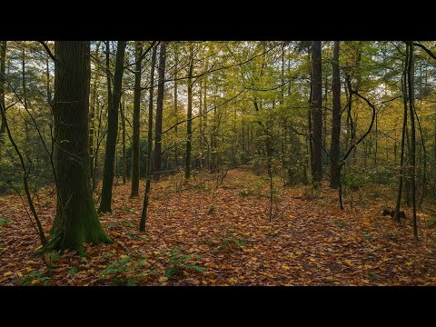 Видео: Forest Sounds -1 Hour of Peace and Nature / Шум леса - 1 час покоя и природы 