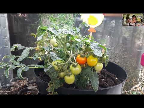 Видео: ОВОЩИ НА ПОДОКОННИКЕ ЧАСТЬ 3