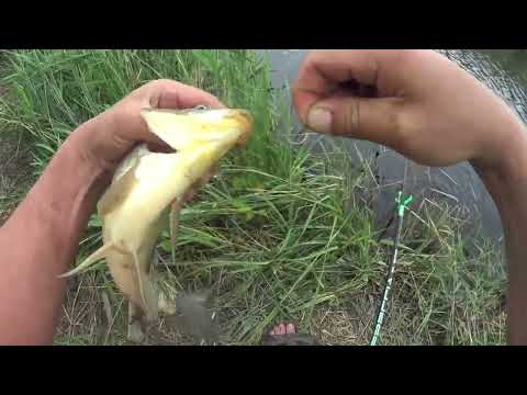 Видео: Ловим сазана в сильный ветер! 22 июня 2025