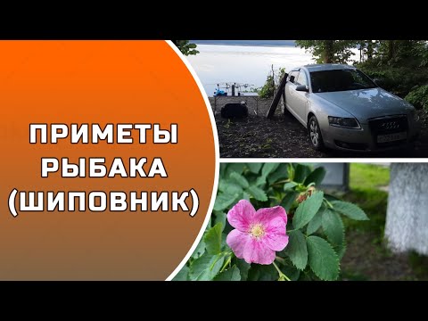 Видео: ПРИМЕТЫ РЫБАКА (ШИПОВНИК)