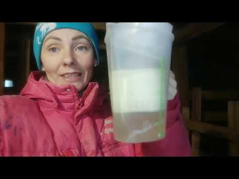 Видео: Что случилось с Няшей после окота.Как лечить козу, если не отходит послед