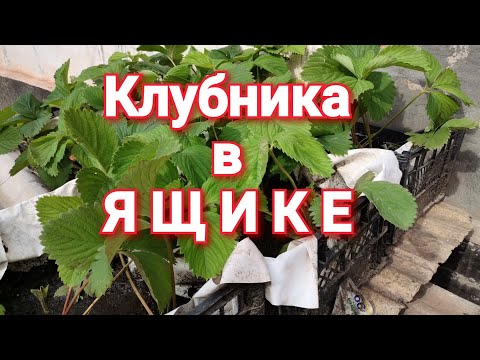 Видео: Клубника. Пересаживаем клубнику в ящики.