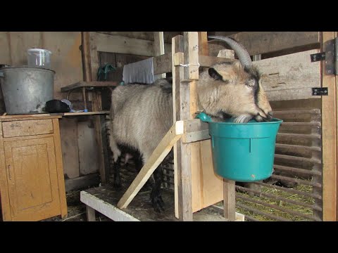 Видео: Доильный станок для коз