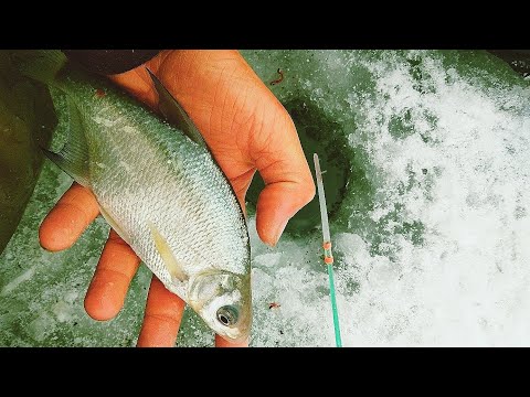 Видео: ТОЛЬКО ОПУСТИЛ и ВЛУПИЛО!!! Зимняя рыбалка на мормышку!