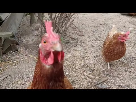 Видео: Что мои куры думают о вышивке, дзене и коллективизме