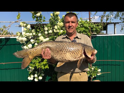 Видео: КРУПНЫЙ САЗАН на закидушку с макухой!  Трофейная рыбалка 2020 !