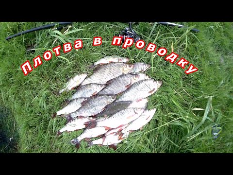 Видео: Плотва ловля в проводку на пшеницу