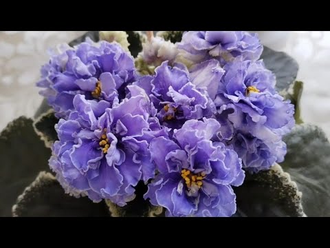 Видео: Посетила ярмарку фиалок. Что купила?!