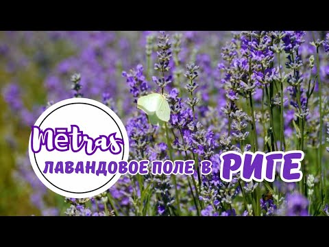 Видео: Mētras -  лавандовое поле в Риге
