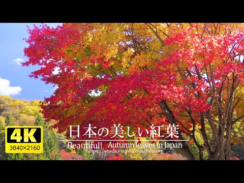 Видео: 4K] Красивые японские осенние листья с исцеляющим BGM VOL.2
