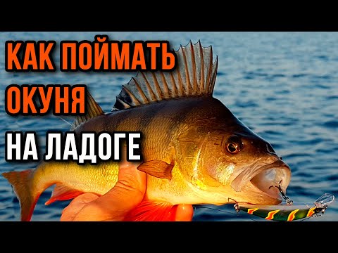 Видео: Как поймать окуня на Ладоге, практические советы, Кошкино.