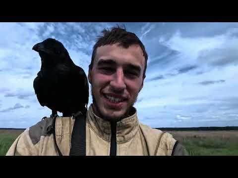 Видео: Проводим экскурсию с черными вОронами и лосями