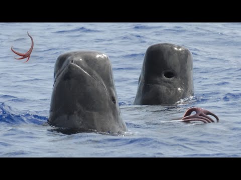 Видео: ГРИНДА - загадочный и умный ЧЕРНЫЙ ДЕЛЬФИН, который гоняется даже за КОСАТКАМИ!