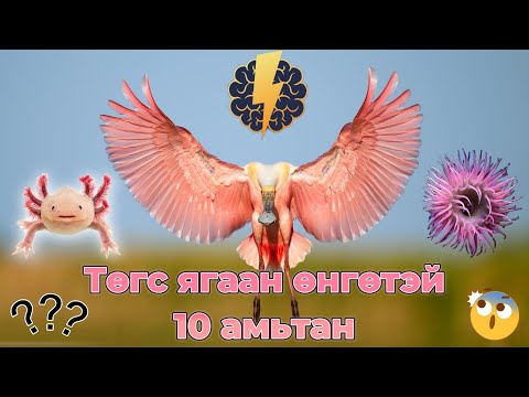 Видео: Төгс ягаан өнгөтэй 10 амьтан