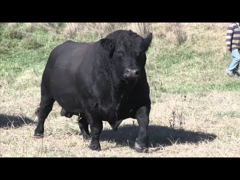 Видео: Быки как бизнес. Быки Абердин - Ангус. МЭЦ. КРС.