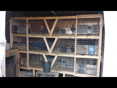 Видео: "КЛЕТКА ПО МЕТОДУ ЗОЛОТУХИНА", ДЛЯ КРОЛИКОВ.